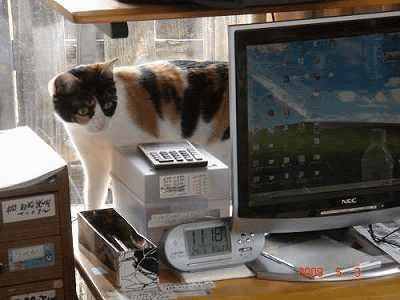 d0007071_16505394.gif