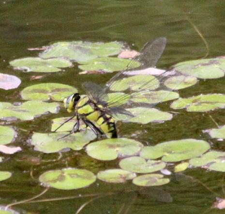 クロスジギンヤンマ♂&♀ 森林公園(埼玉)_a0107574_20531722.jpg