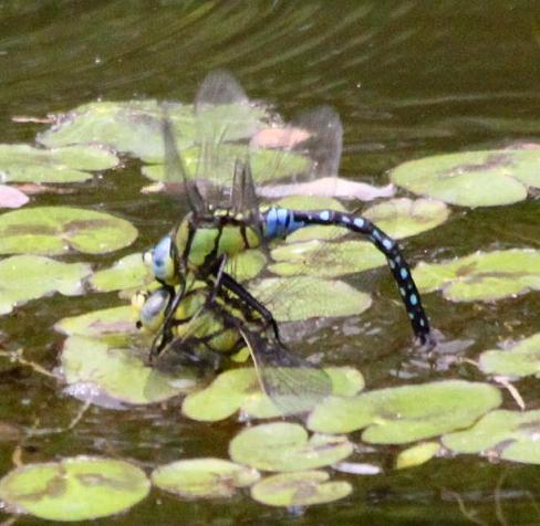 クロスジギンヤンマ♂&♀ 森林公園(埼玉)_a0107574_20532583.jpg
