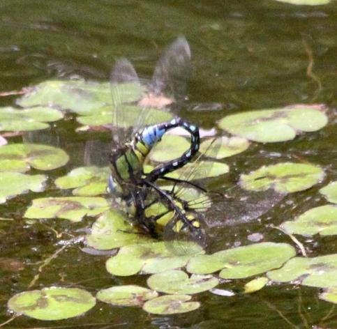 クロスジギンヤンマ♂&♀ 森林公園(埼玉)_a0107574_20533479.jpg
