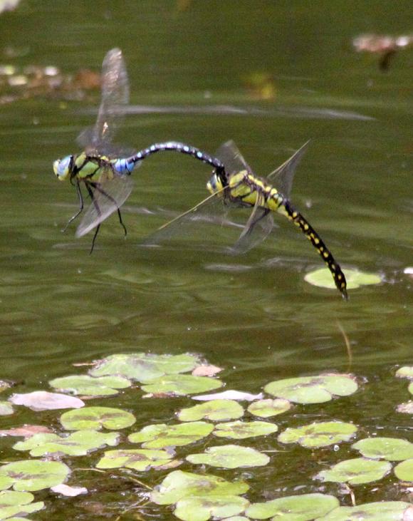 クロスジギンヤンマ♂&♀ 森林公園(埼玉)_a0107574_20534136.jpg