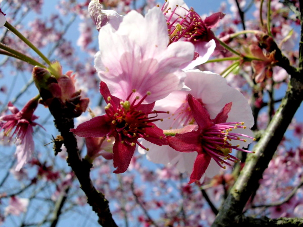 桜と藤の花_c0050380_17382692.jpg