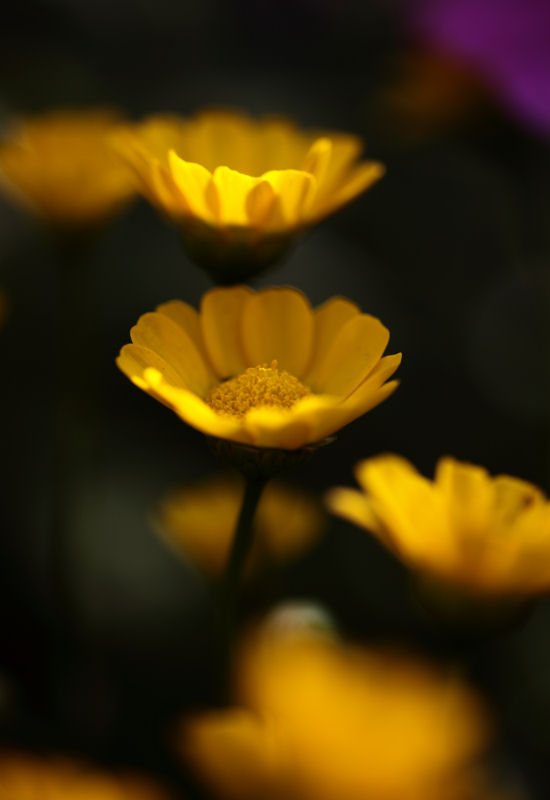 f0195893_965110.jpg