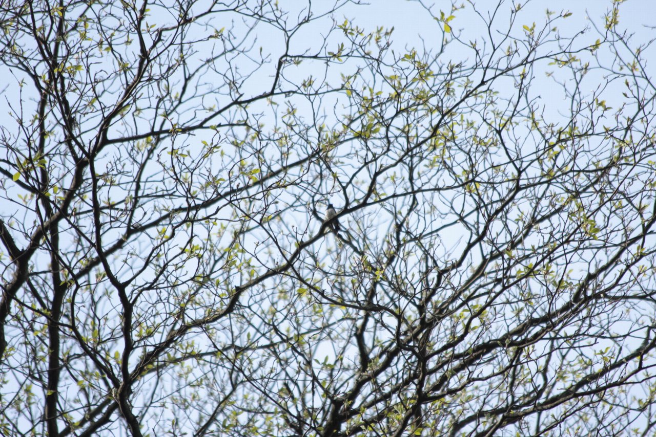 【諏訪旅行（４日目）～鳥・風景編「ORR山」】_e0167295_23132021.jpg