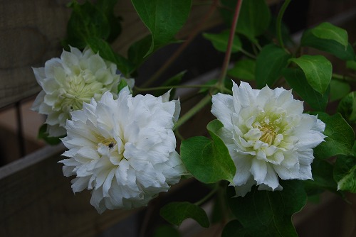 c0124100_1757125.jpg