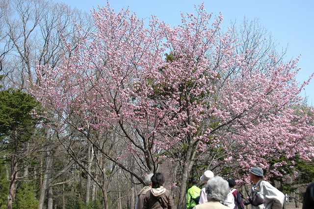 桜　円山公園_f0157901_21272588.jpg