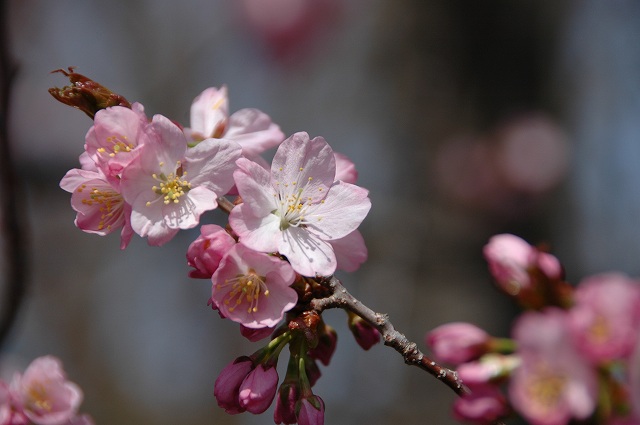 桜　円山公園_f0157901_21274572.jpg