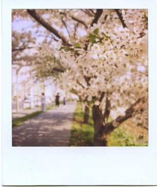 桜咲く_e0059605_2363931.jpg