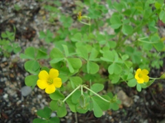 c0004311_19271985.jpg
