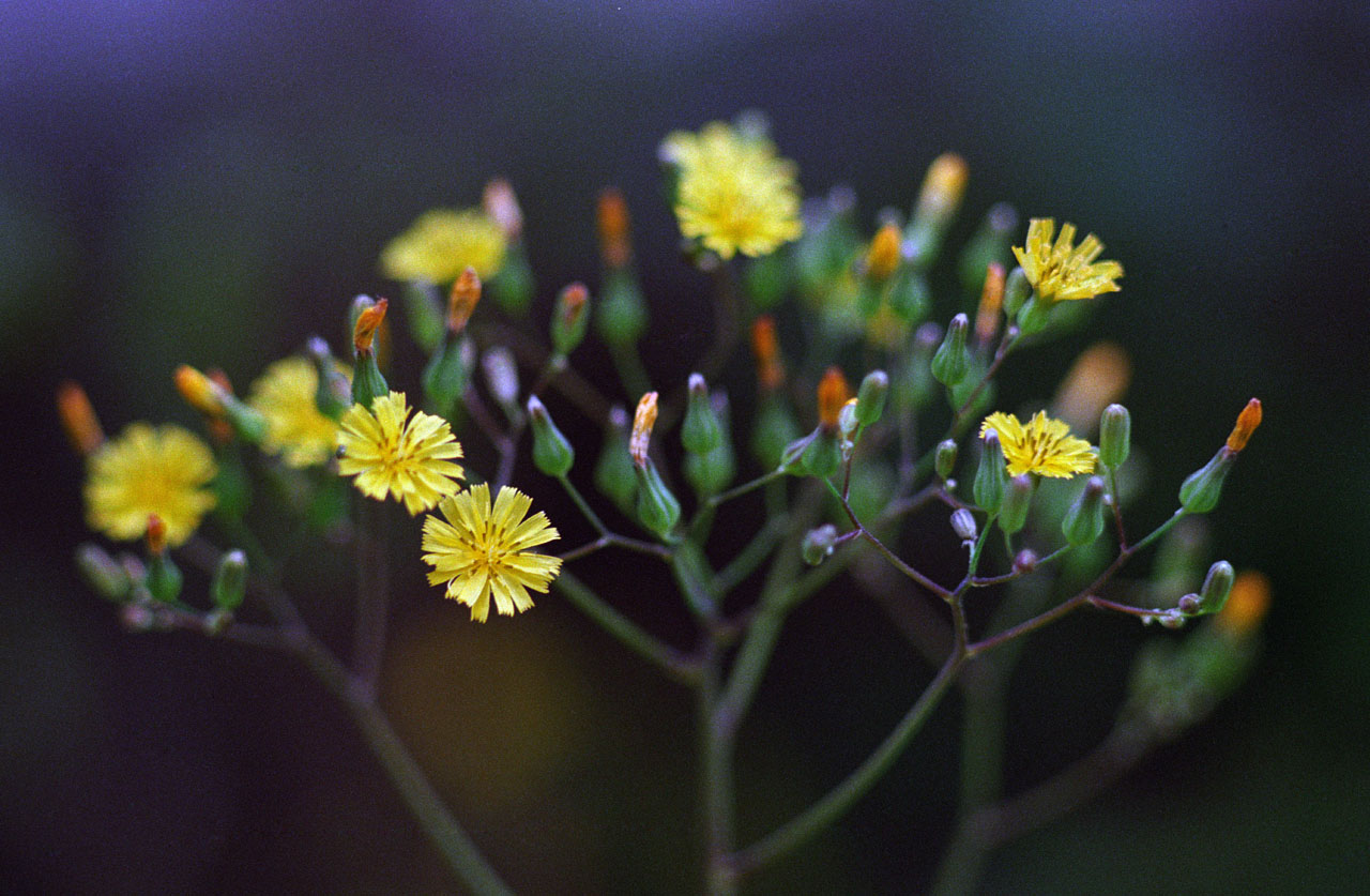 Bessaflex TMとTakumar_d0085413_1524093.jpg