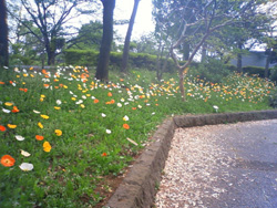 ネモフィラの花畑_f0140817_14543595.jpg