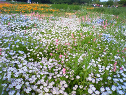 ネモフィラの花畑_f0140817_1456799.jpg