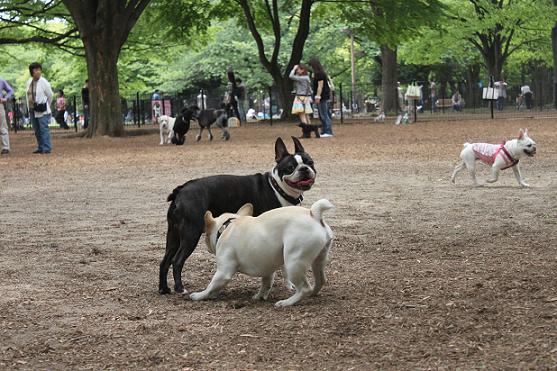 会えたね！～代々木公園その２～_f0161822_2112978.jpg