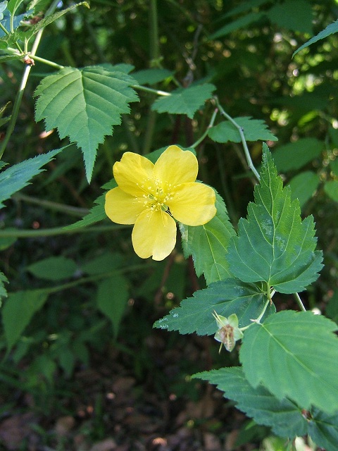 向島百花園に行ってきました　その4_e0089232_22102121.jpg