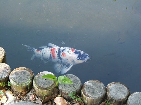 向島百花園に行ってきました　その4_e0089232_2275633.jpg