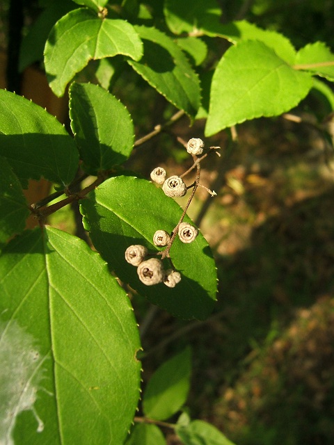 向島百花園に行ってきました　その4_e0089232_2292091.jpg