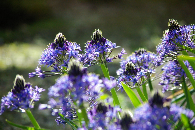 シラーの花_f0145933_18423974.jpg