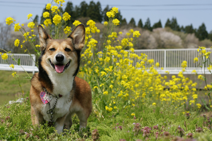 5月4日はラムネの日！_b0031538_23325112.jpg