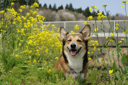 5月4日はラムネの日！_b0031538_23342619.jpg