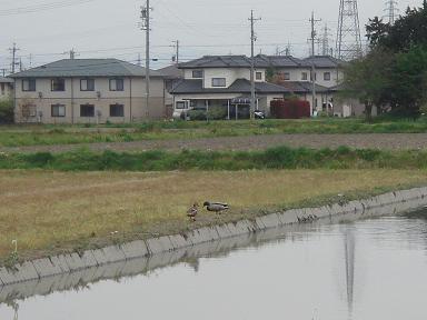 カモのいる風景　その２_a0014840_22565993.jpg