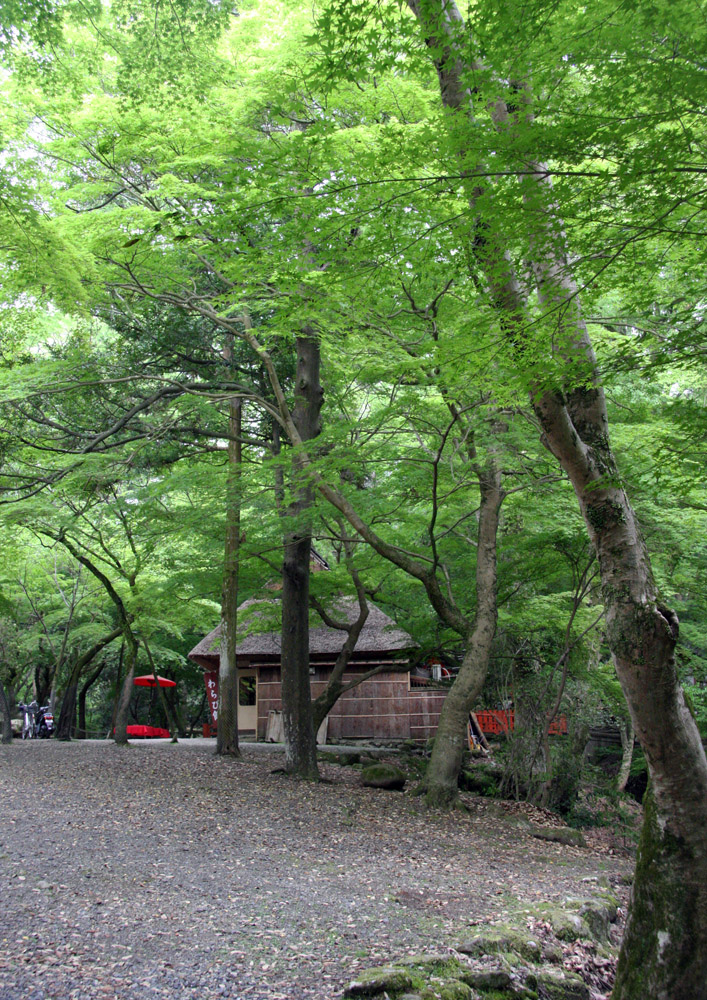 奈良公園　水谷茶屋　新緑_c0108146_21575054.jpg