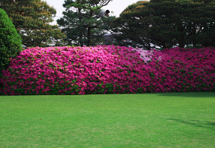 花咲く庭へ(城南宮)_f0155048_2319330.jpg