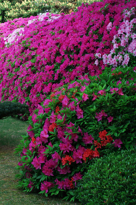 花咲く庭へ(城南宮)_f0155048_23193946.jpg