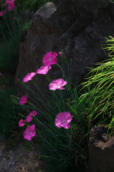 花咲く庭へ(城南宮)_f0155048_2324057.jpg