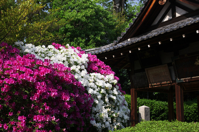 花咲く庭へ(城南宮)_f0155048_2326996.jpg