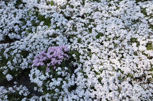 c0092152_165276.jpg