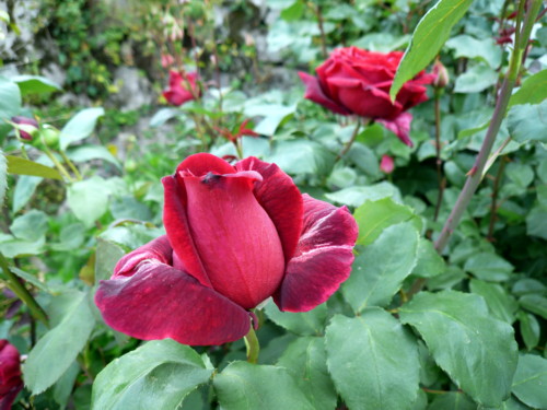 c0043055_10411992.jpg