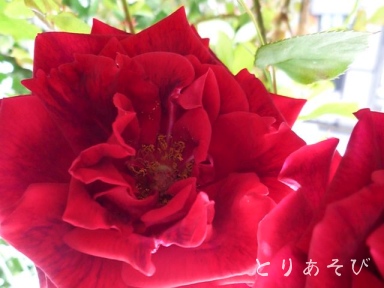 e0147757_2341456.jpg