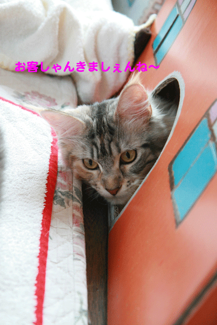 e0158561_15244821.gif