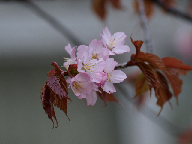 桜の開花、始まる_d0153062_93913100.jpg