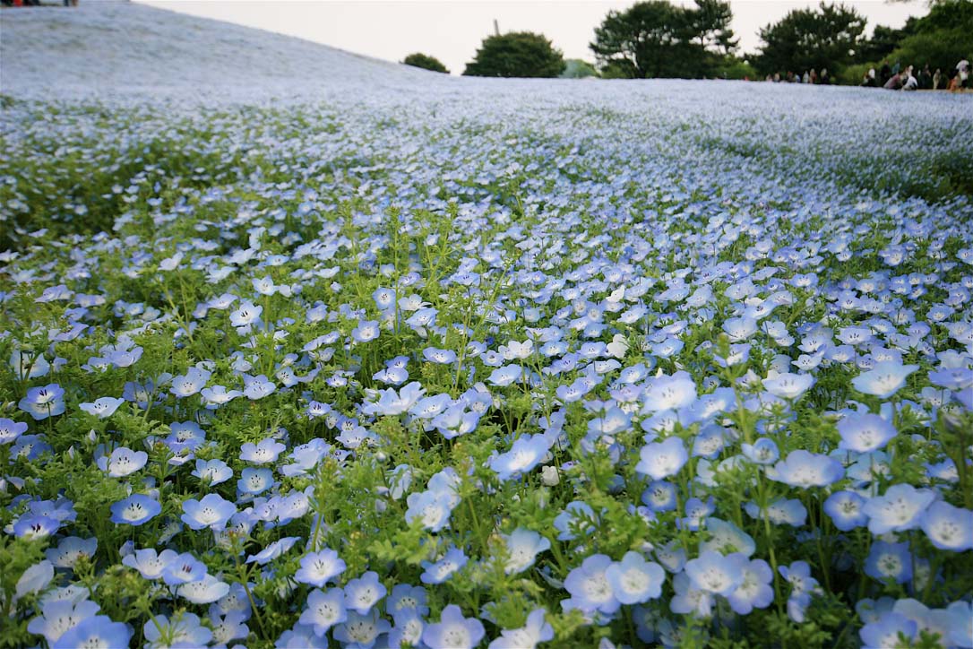 Nemophila Harmony その1_e0071967_22523656.jpg