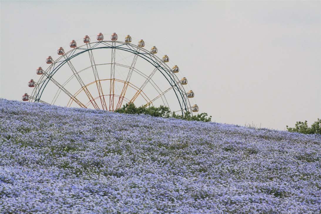 Nemophila Harmony その1_e0071967_22532857.jpg