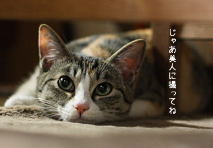 猫ビンボー_a0119470_2592333.jpg