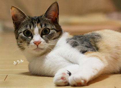 猫ビンボー_a0119470_259787.jpg