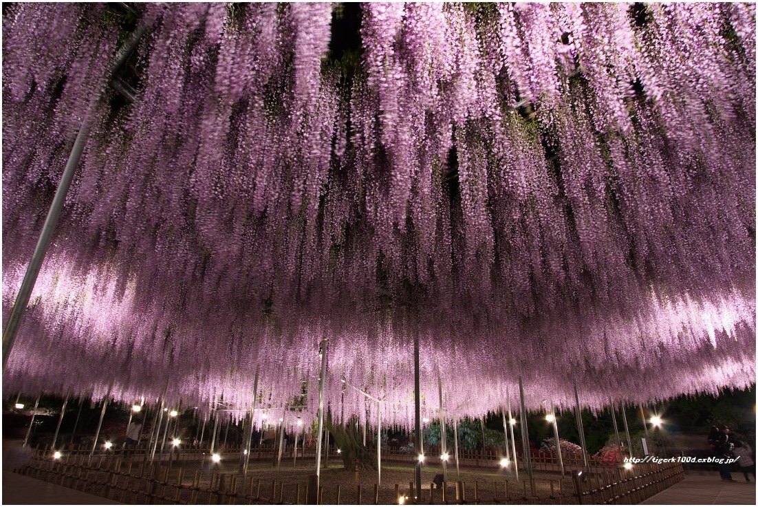 足利フラワーパーク Night Scene Slow Life With Pentax 足利フラワーパーク Night Scene Slow Life With Pentax