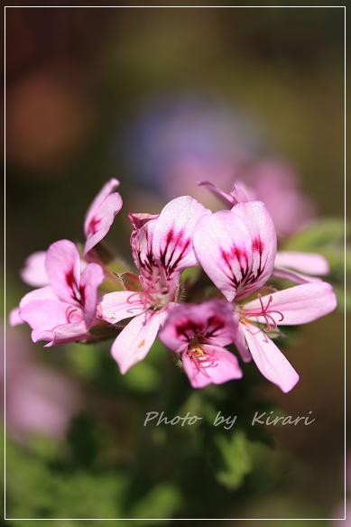 庭の花  その２_f0164575_23155396.jpg