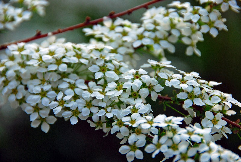 今日は夕方山里に桃の花を見に・・・・_f0121379_18521462.jpg