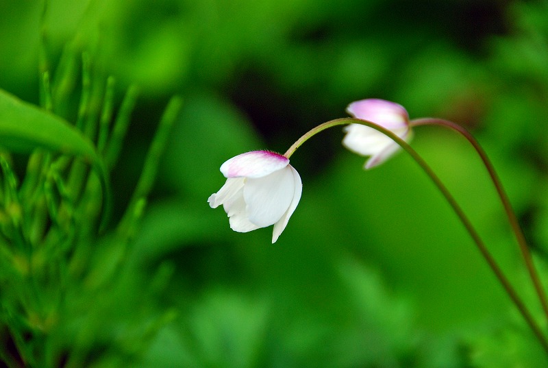 今日は夕方山里に桃の花を見に・・・・_f0121379_18524134.jpg