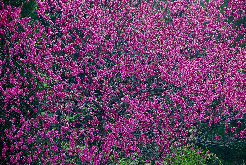 今日は夕方山里に桃の花を見に・・・・_f0121379_18555034.jpg