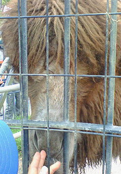 大森山動物園、その３_e0173480_1432139.jpg