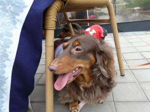 2009年５月３日 穏やかなテラス_b0098584_7253641.jpg