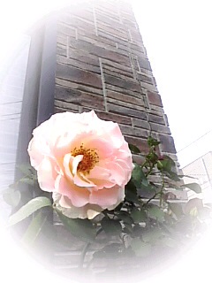 d0017796_15573646.jpg