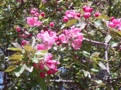 クラブアップルno 1 Crabapple クラブアップルno 1 Crabapple