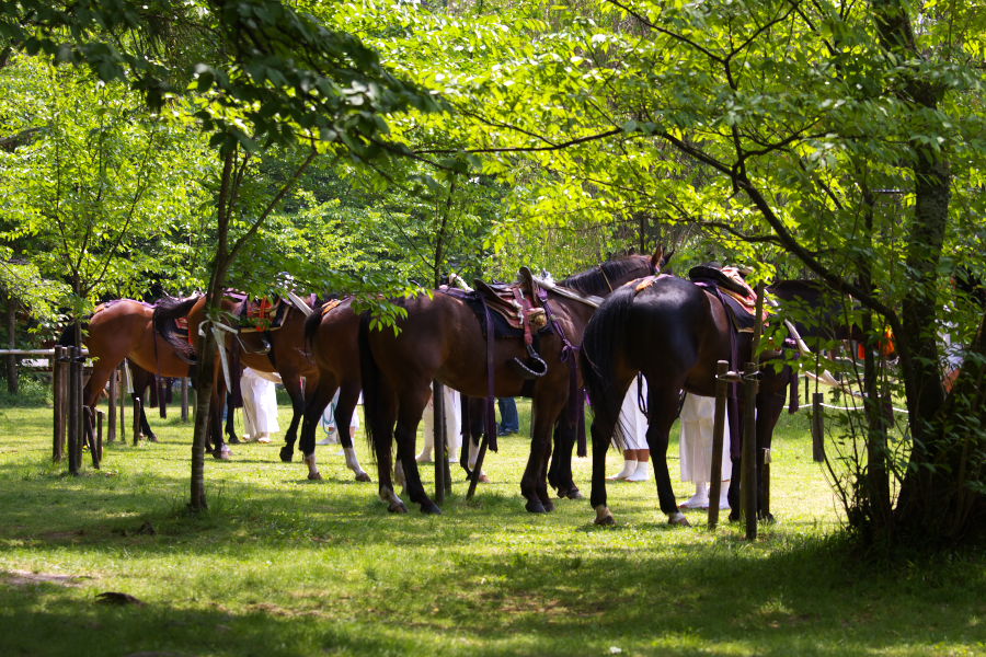 競馬会足汰式　上賀茂神社　５月１日_a0046000_17292155.jpg