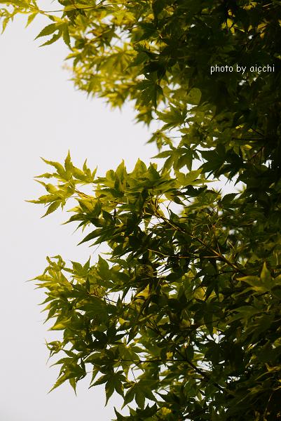新緑が嬉しい♪火の山_c0198903_11523618.jpg