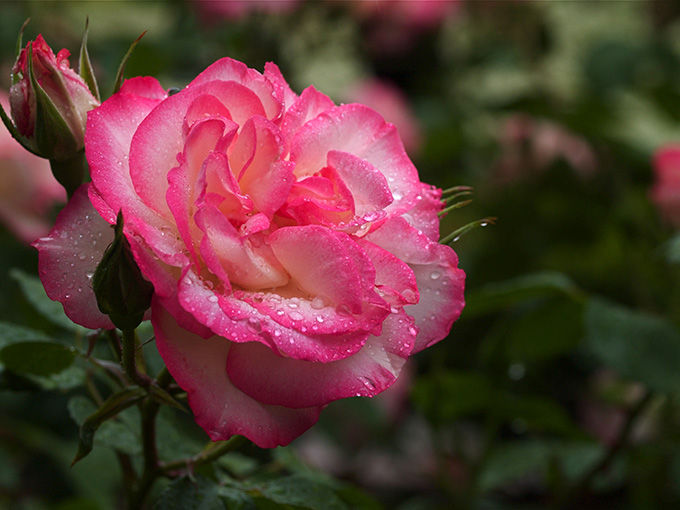 雨の福岡市動植物園でオフ会_a0037907_22514313.jpg